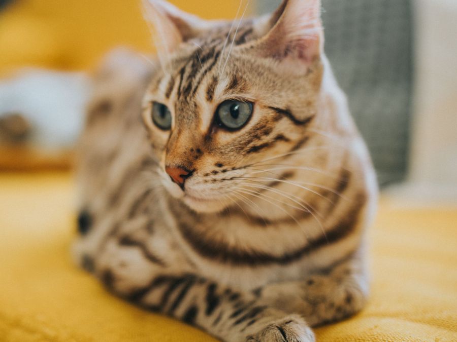 A golden tabby cat lying on a yellow blanket, looking to the side