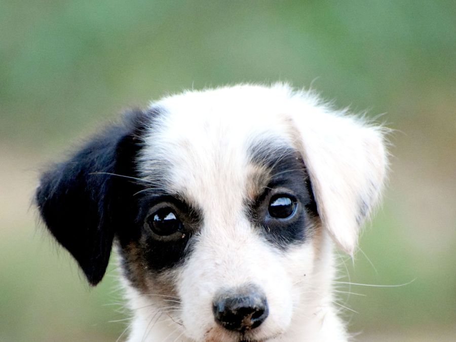 A white puppy with a black patch over one eye, looking at the camera