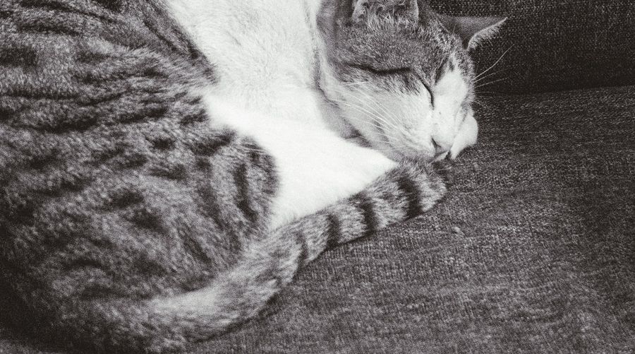 Pepper asleep on the sofa, curled up with her tail over her paws