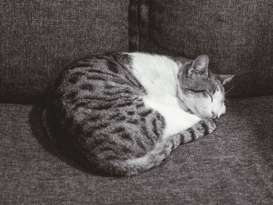 A grey and white tabby cat curled up asleep on a grey sofa